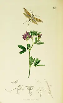 Curtis British Entomology Plate 687