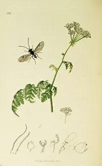 Maculatum Gallery: Curtis British Entomology Plate 688