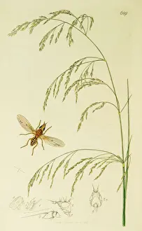 Curtis British Entomology Plate 689