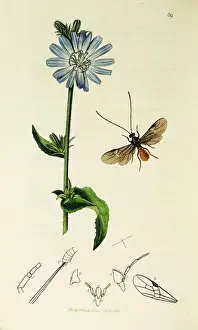 Cichorium Prints: Curtis British Entomology Plate 69