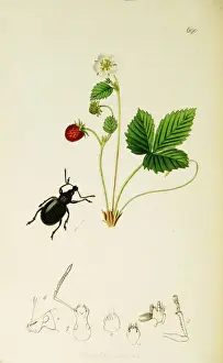 Strawberry Prints: Curtis British Entomology Plate 690