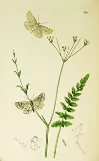 Lineata Prints: Curtis British Entomology Plate 691