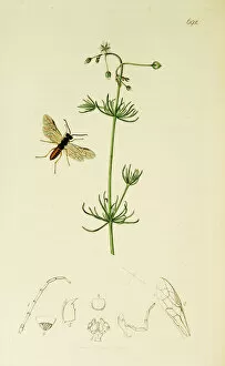 Curtis British Entomology Plate 692