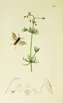 Cingulata Prints: Curtis British Entomology Plate 692