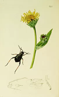 Curtis British Entomology Plate 693