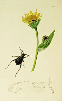 Hemiptera Prints: Curtis British Entomology Plate 693