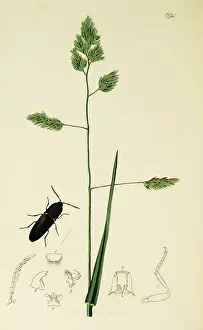 Curtis British Entomology Plate 694
