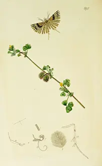 Curtis British Entomology Plate 695