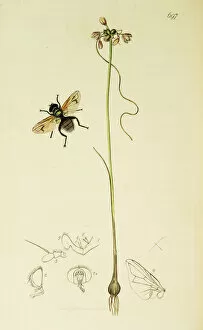 Allium Gallery: Curtis British Entomology Plate 697