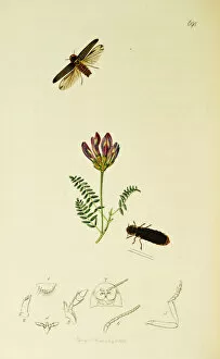 Curtis British Entomology Plate 698