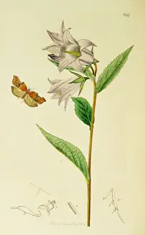Curtis British Entomology Plate 699