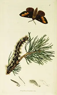 Lappet Prints: Curtis British Entomology Plate 7