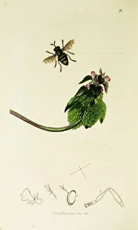Hover Fly Collection: Curtis British Entomology Plate 70