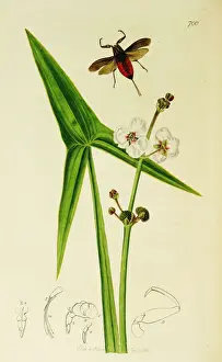 Scorpion Prints: Curtis British Entomology Plate 700