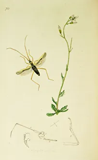 Arabis Collection: Curtis British Entomology Plate 701