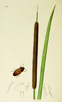 Angustifolia Prints: Curtis British Entomology Plate 702