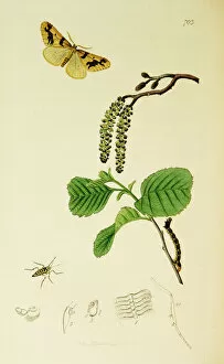 Mottled Collection: Curtis British Entomology Plate 703