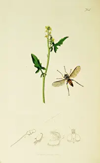 Curtis British Entomology Plate 705