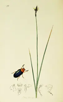 Divided Prints: Curtis British Entomology Plate 706