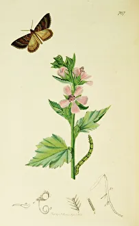 Althaea Gallery: Curtis British Entomology Plate 707