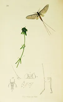 Aquatica Gallery: Curtis British Entomology Plate 708