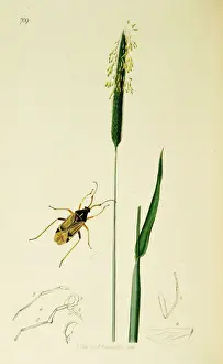 Curtis British Entomology Plate 709