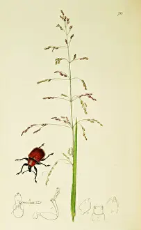 Curtis British Entomology Plate 710
