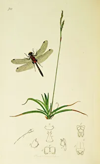 Odonata Collection: Curtis British Entomology Plate 712