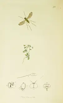 Ledipotera Prints: Curtis British Entomology Plate 713