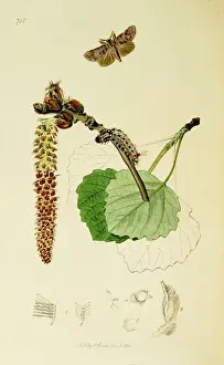 Scarce Prints: Curtis British Entomology Plate 715