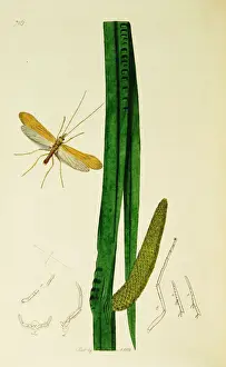 Curtis British Entomology Plate 716