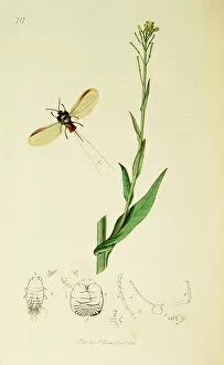 Curtis British Entomology Plate 717