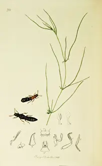 Palustris Prints: Curtis British Entomology Plate 718