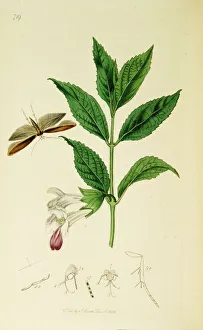 Balm Collection: Curtis British Entomology Plate 719