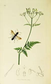 Anthriscus Gallery: Curtis British Entomology Plate 720