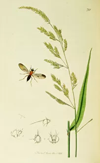 Curtis British Entomology Plate 721
