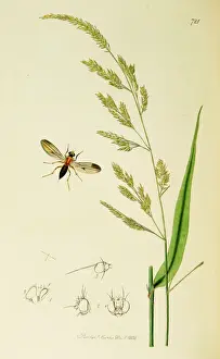 Ledipotera Prints: Curtis British Entomology Plate 721