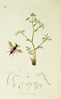 Burnet Collection: Curtis British Entomology Plate 724