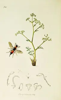 Glauca Prints: Curtis British Entomology Plate 724