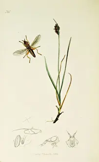 Curtis British Entomology Plate 725