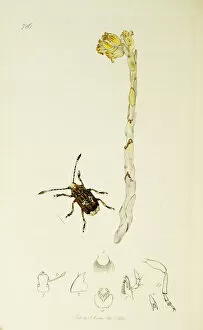 Ledipotera Collection: Curtis British Entomology Plate 726