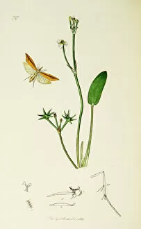Ledipotera Collection: Curtis British Entomology Plate 727