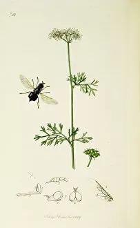 Ledipotera Collection: Curtis British Entomology Plate 729