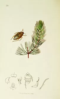 Ledipotera Collection: Curtis British Entomology Plate 730