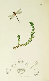 Verticillatum Gallery: Curtis British Entomology Plate 732