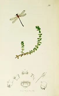 Odonata Collection: Curtis British Entomology Plate 732