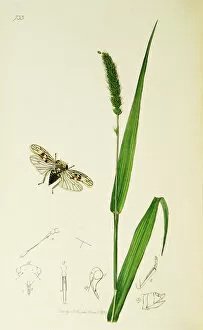 Viridis Collection: Curtis British Entomology Plate 733