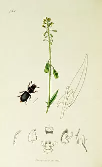 Ledipotera Collection: Curtis British Entomology Plate 734