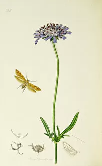 Ledipotera Collection: Curtis British Entomology Plate 735