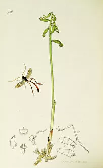 Ledipotera Collection: Curtis British Entomology Plate 736